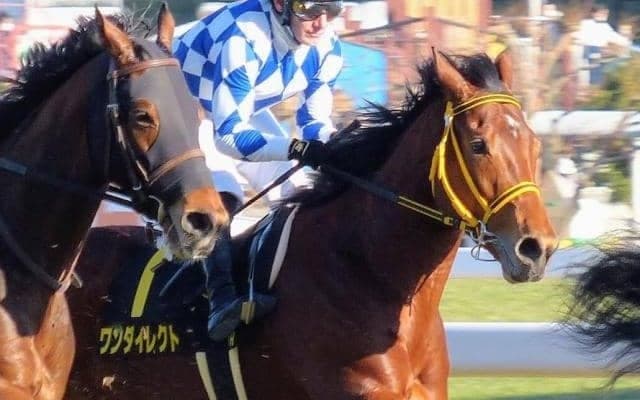 【弥生賞予想】クラシック前哨戦に強い母系のワンダイレクト 高いレースセンスで重賞制覇へ