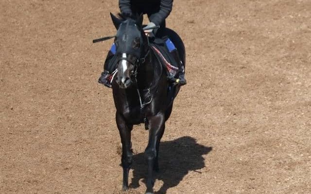 フリームファクシなど、先週の入厩情報/栗東トレセンニュース