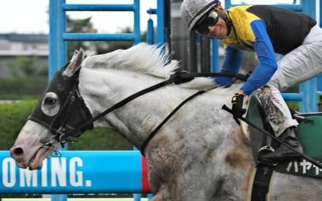 【金鯱賞】競馬界初“白毛の二刀流” 親戚ソダシらに負けない6年連続勝利なるか