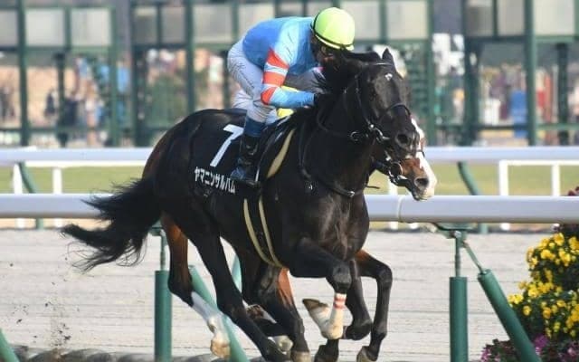 【金鯱賞展望】大阪杯の前哨戦、スローの前残りになりやすい