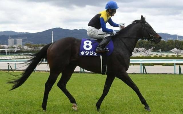 【金鯱賞予想】絶好調のAIは妙味ある一頭を指名 強調材料と注意点を徹底分析