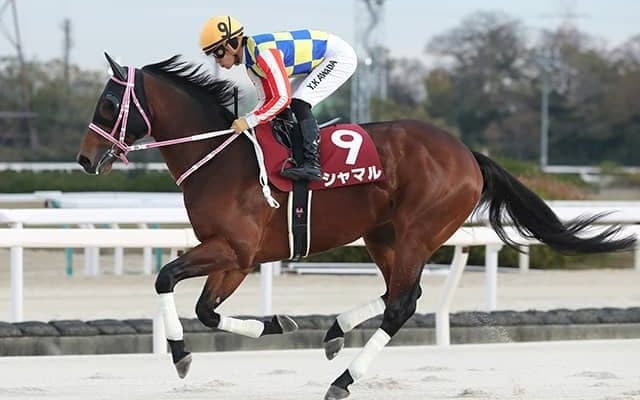 【高知・黒船賞出走予定馬】JRAシャマル、兵庫のイグナイターら
