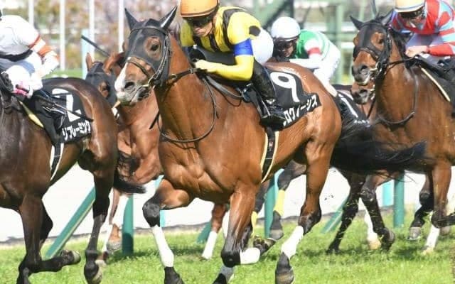 【金鯱賞枠順確定】プログノーシスは8枠12番、マリアエレーナは2枠2番