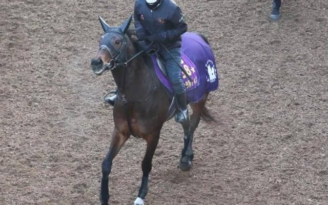 ジェラルディーナなど、先週の入厩情報/栗東トレセンニュース