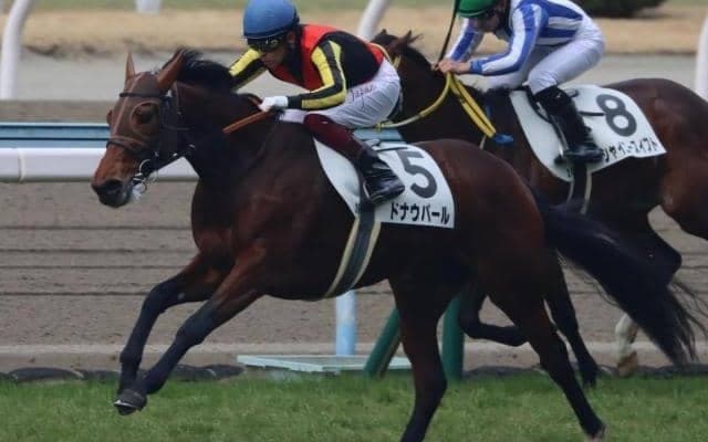 重賞2勝ドナウブルーの仔がフラワーCで格上挑戦 楽勝した前走の流れを生かせるか