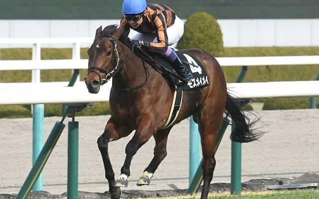 4戦3勝のチューリップ賞覇者モズメイメイ 和田竜二騎手との新コンビで桜花賞へ