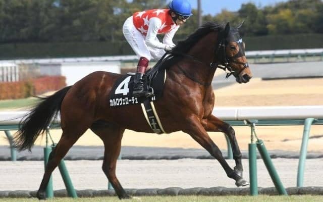 【ファルコンS出走馬・騎手確定】カルロヴェローチェ＆武豊騎手、ペースセッティング＆岩田康誠騎手など14頭