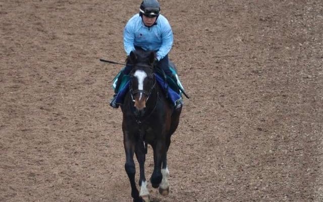 フェンダーなど、先週の入厩情報/栗東トレセンニュース