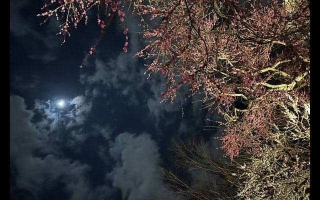 第808回 最後の春を迎え 執筆者・木村彩香