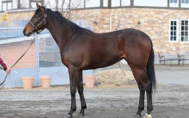 最盛期を迎えるPOG取材