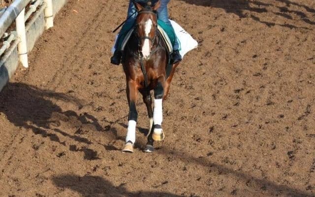 ブラックスビーチの2021など、先週の入厩情報/栗東トレセンニュース