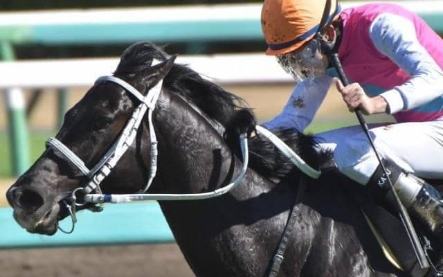 大阪杯2年連続の重賞未勝利馬Vはあるのか？ 該当馬に堅実タイプの良血