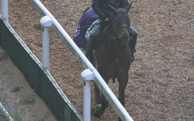 ヤマニンウルスなど、先週の入厩情報/栗東トレセンニュース