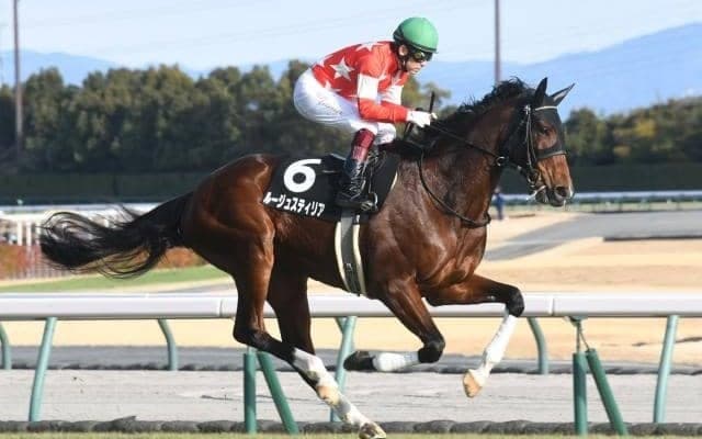 【阪神牝馬S予想オッズ】3連勝中のルージュスティリアが予想1番人気