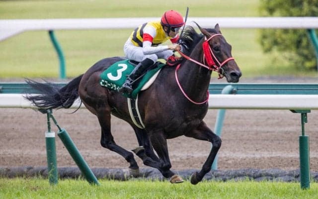 【クイーンエリザベスS】出馬表が確定…ユニコーンライオンは13番ゲート