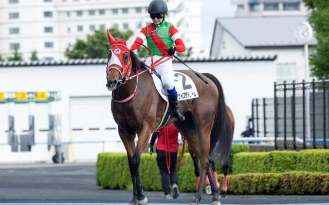 【船橋・マリーンC出走予定馬】ペルアア、チェイスザドリームら