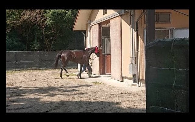 【TCK】サンタアニタダービー出走、マンダリンヒーローは順調…藤田師「2着以内を目標としつつ優勝狙っていきます」