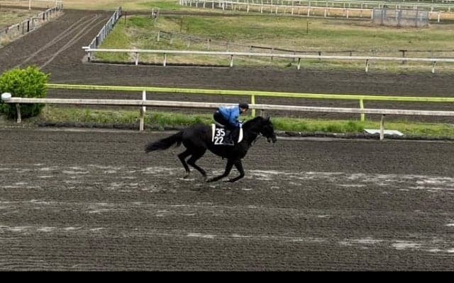 【TCK】サンタアニタダービー出走、マンダリンヒーローが出国