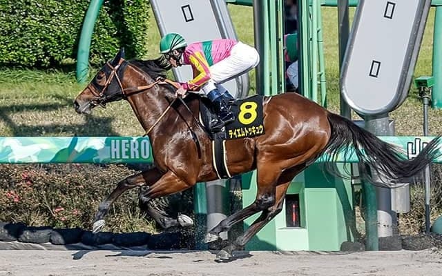 【京葉S結果】テイエムトッキュウが危なげなく逃げ切りオープン初V