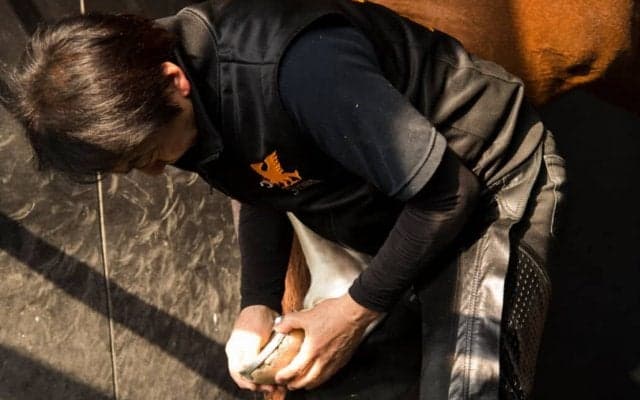 【装蹄師・西内荘コラム】装蹄競技会開催、コロナ禍も元に戻りつつ…