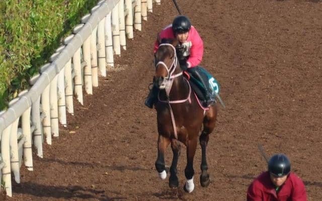 リンフォルツァンドの2021など、先週の入厩情報/栗東トレセンニュース