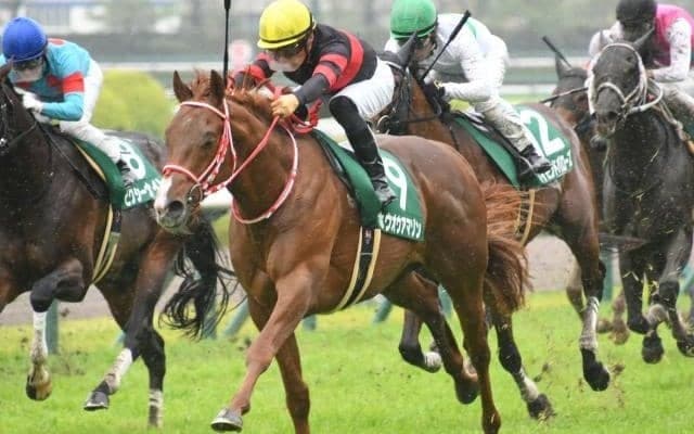 【海外競馬】豪G1オールエイジドS出走のホウオウアマゾン カンタベリー競馬場で追い切り