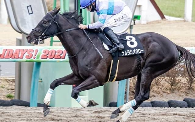 20年佐賀記念の覇者ナムラカメタローが登録抹消 園田競馬に移籍へ