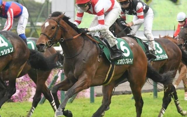 小柄な馬体でも死角なし オオバンブルマイの将来性期待