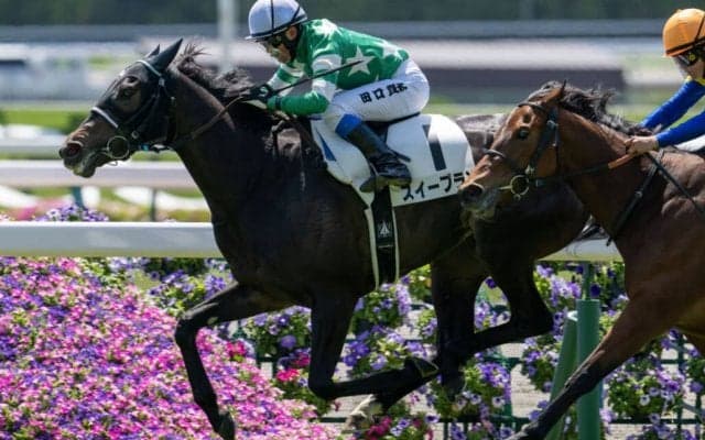 【京都3R】田口貫太騎乗、スイープランが最内から抜け出す