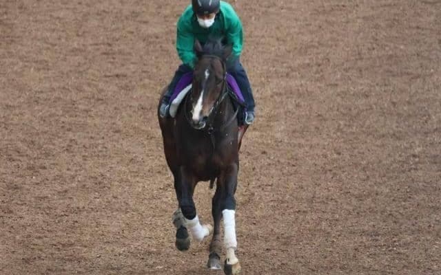 ピクシーナイトなど、先週の入厩情報/栗東トレセンニュース