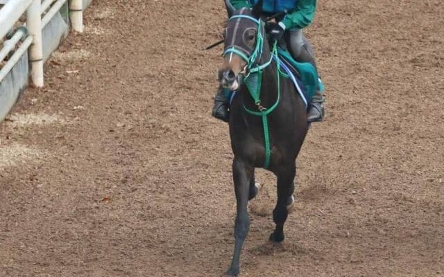 サフィラなど、先週のゲート試験/栗東トレセンニュース