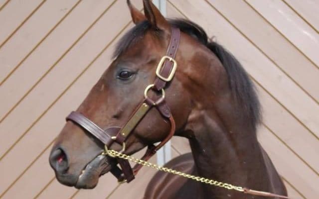 最高価格は2970万円で2頭 新種牡馬産駒多数登場のJRAブリーズアップセールが開催