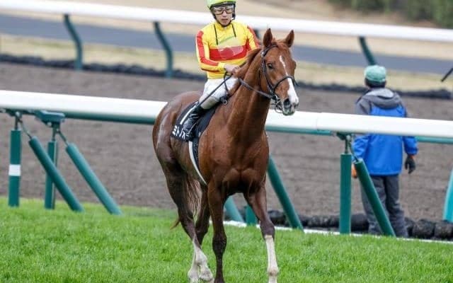 【園田・兵庫CS出走予定馬】JRAミトノオー、地元ベラジオソノダラブら