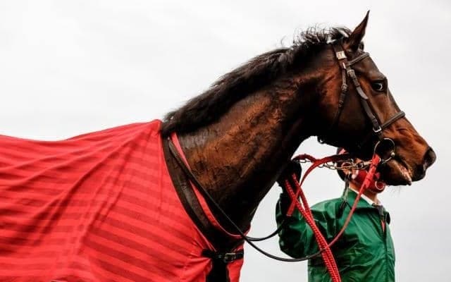 【名古屋・かきつばた記念出走予定馬】ドライスタウト、テイエムサウスダンら