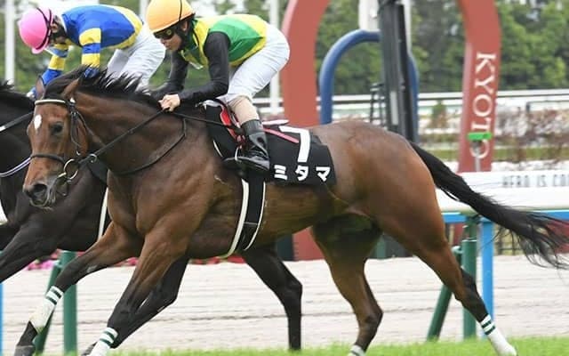 【矢車賞結果】ミタマがしんがり一気を決めて2勝目