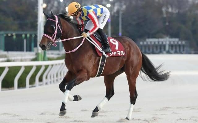 3日連続DGに“ヘルシェイク矢野”出走 GW中は地方競馬がアツい！