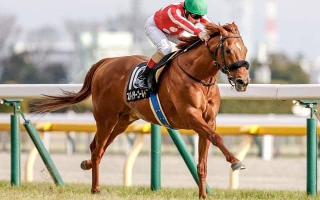 【新潟大賞典予想オッズ】スパイダーゴールドが予想1番人気