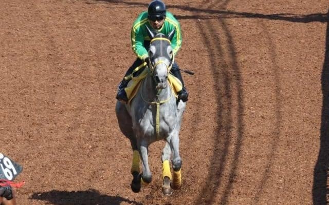 マリアエレーナなど、先週の入厩情報/栗東トレセンニュース