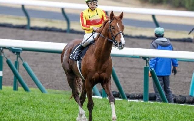 圧勝続くミトノオー VS 地方馬22年ぶりV目指すベラジオソノダラブ きょう兵庫CS