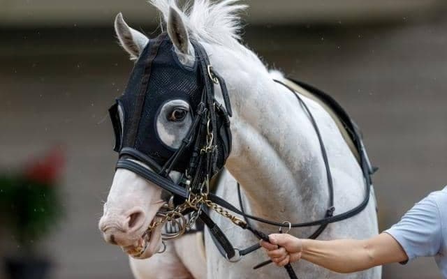 レッドランメルトVSハヤヤッコ 新潟大賞典で同厩紅白対決！