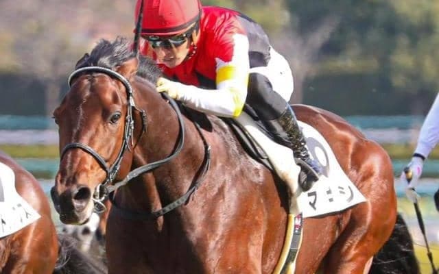 母がGIを制した舞台でV狙う 京都新聞杯は良血マキシの素質に期待