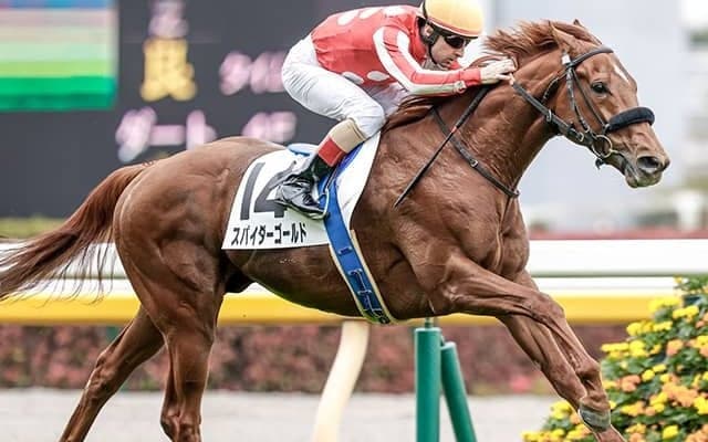 【新潟大賞典出走馬・騎手確定】スパイダーゴールド＆石川裕紀人騎手、キラーアビリティ＆北村友一騎手など16頭