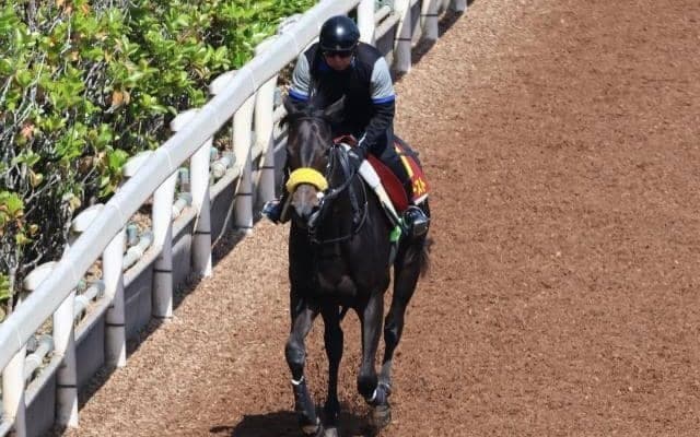 コナコーストなど、先週の入厩情報/栗東トレセンニュース