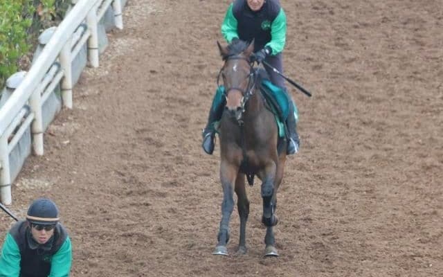 ルシュクルの2021(ロータスワンド)など、先週のゲート試験/栗東トレセンニュース