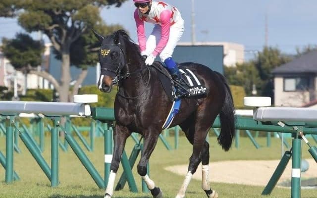 【京都ハイジャンプ予想オッズ】ダイシンクローバーが予想1番人気
