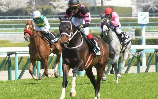 【京都ハイJ枠順確定】ダイシンクローバーは8枠10番、テリオスルイは6枠7番