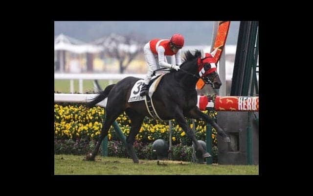 皐月賞５着もショウナンバシットは「前走よりよくなっている」陣営はダービーに向けて好感触