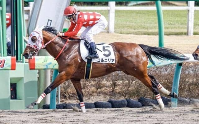 コルニリアが装鞍所で外傷性鼻出血を発症し除外など 21日の出来事一覧/新潟・東京・京都