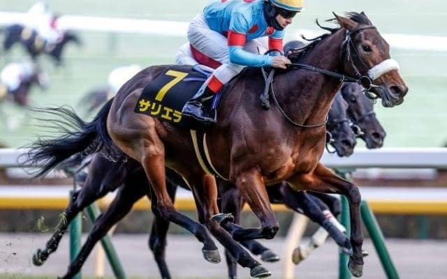 【目黒記念見どころ】良血馬サリエラが重賞初制覇を狙う