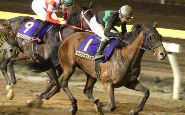 【大井記念枠順】キタサンブラックの全弟エブリワンブラックは2枠2番、JpnI馬ダノンファラオは7枠11番